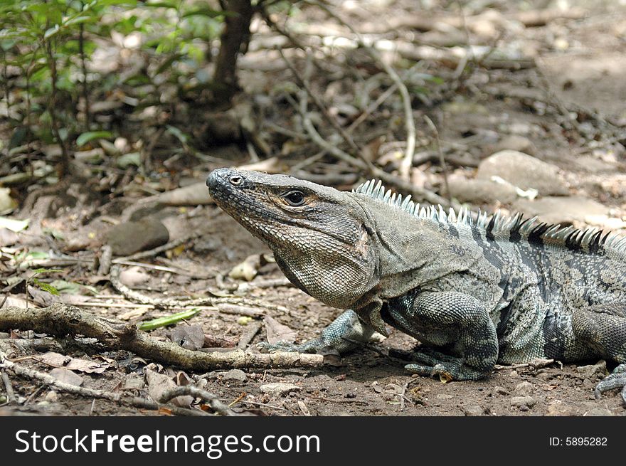 A large iguana walking in the wild. (Costa Rica)