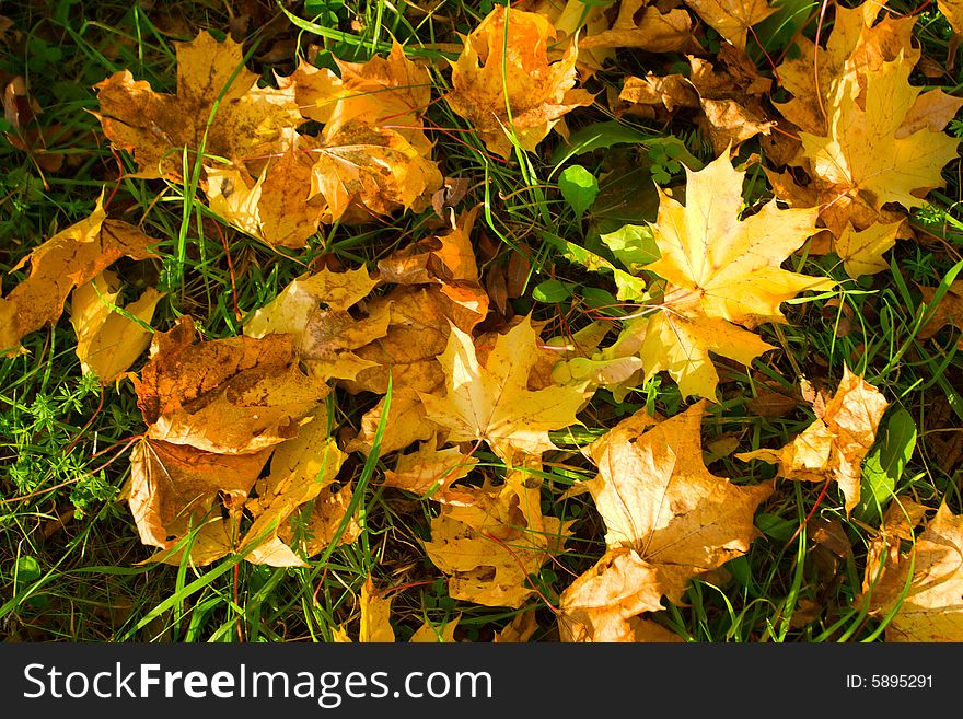 Heap of the fallen leaves from trees. Heap of the fallen leaves from trees