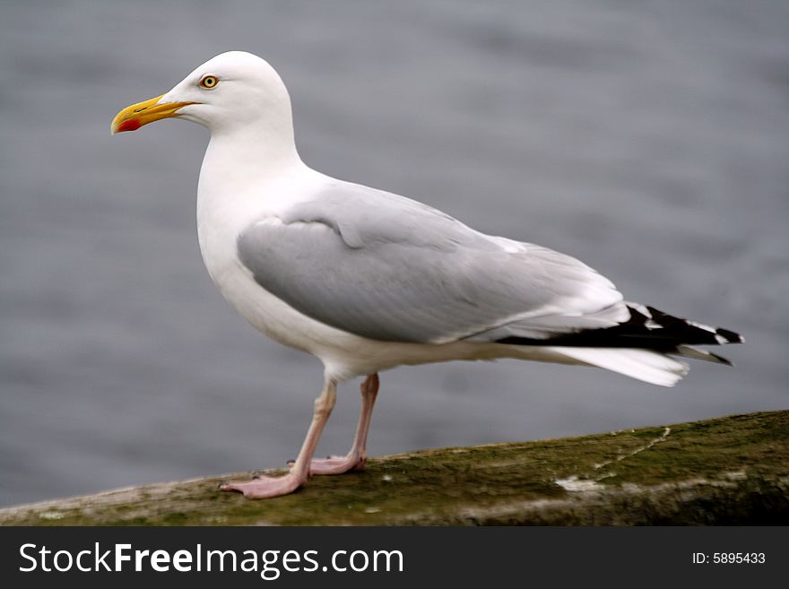A seagull seating on a quay side