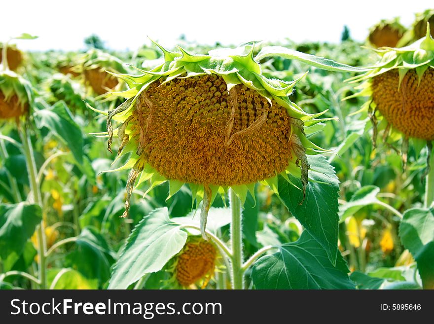 Agriculture landscaped of a  whitered sunflower