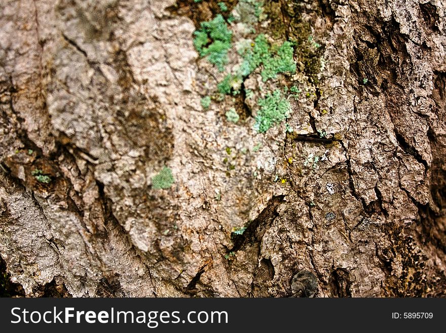 Close-up of a tropical tree bark showing texture, complex patterns and mold