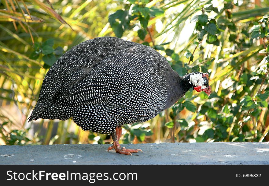 Portrait of a turkey walking on a bush