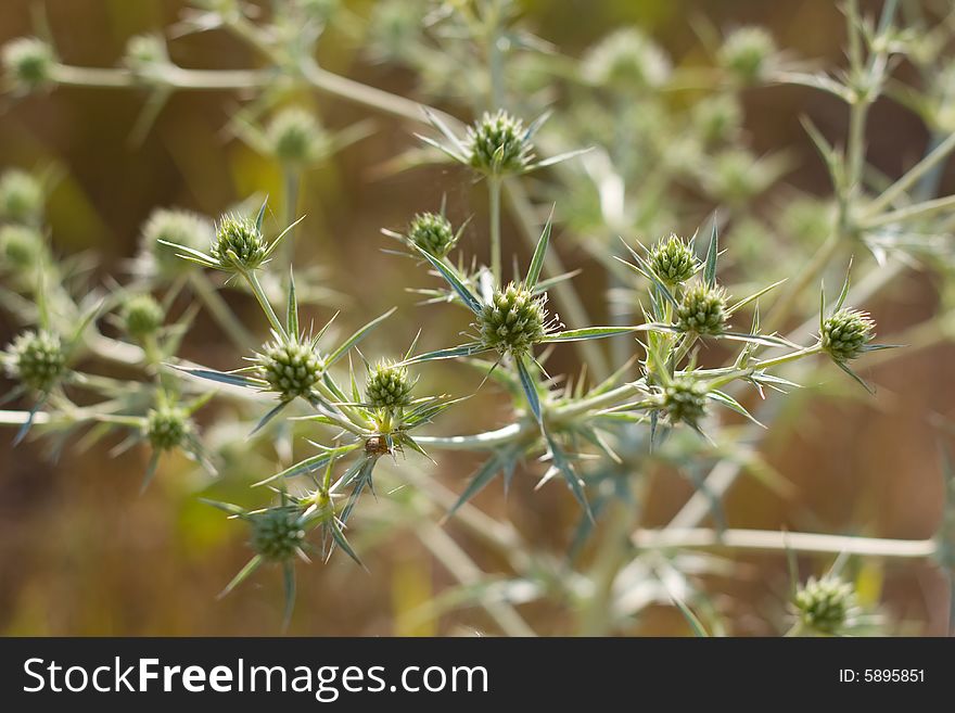 Cactus with thorns, fleshy, green