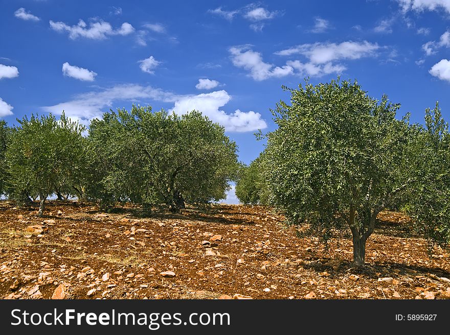 Ancient olive grove in the Galilee, Israel