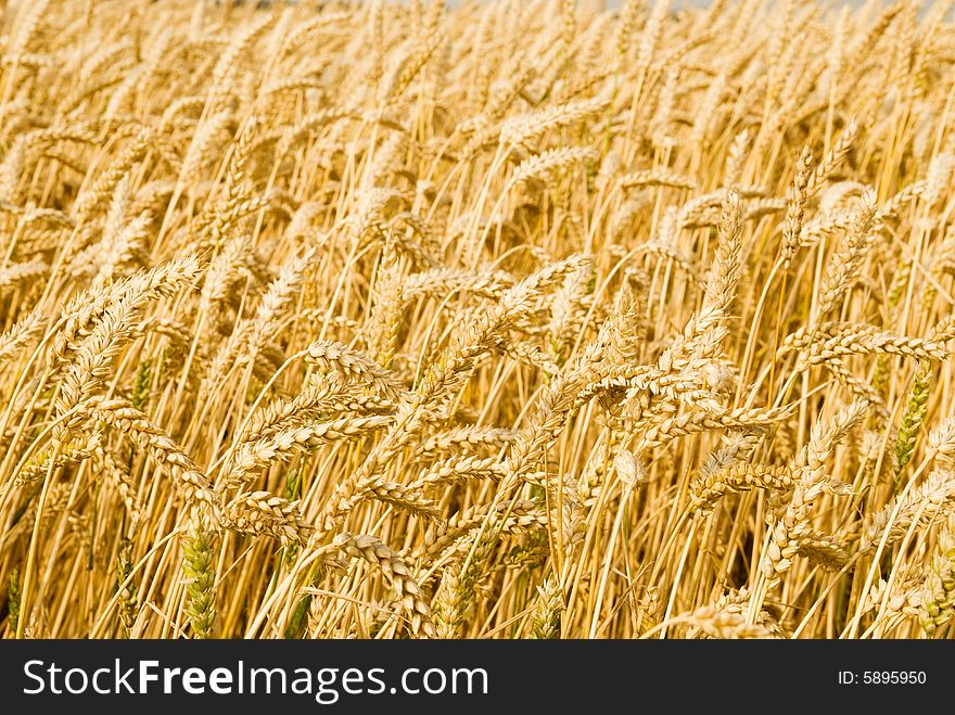 Close-up of a golden wheat field for backgrounds
