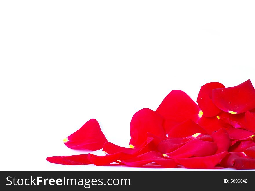 Rose petals isolated on a white background. Rose petals isolated on a white background