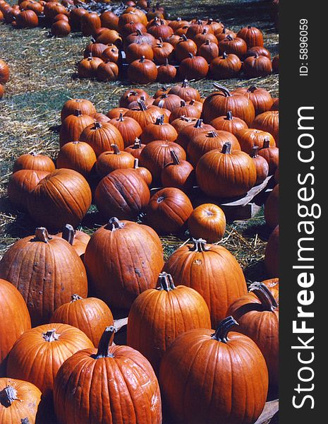 Photo of a pumpkin sales around Halloween. Photo of a pumpkin sales around Halloween.