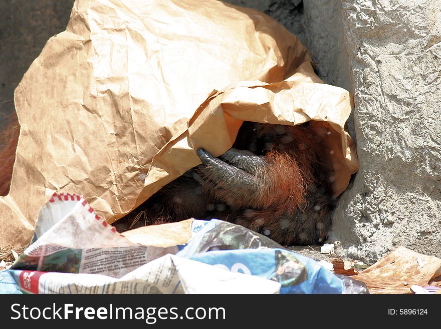 Photo of a organutan with paper over it's head. Photo of a organutan with paper over it's head
