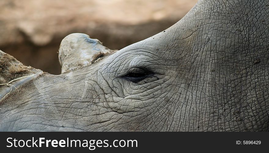 Photo of the top head of a rhino. Photo of the top head of a rhino