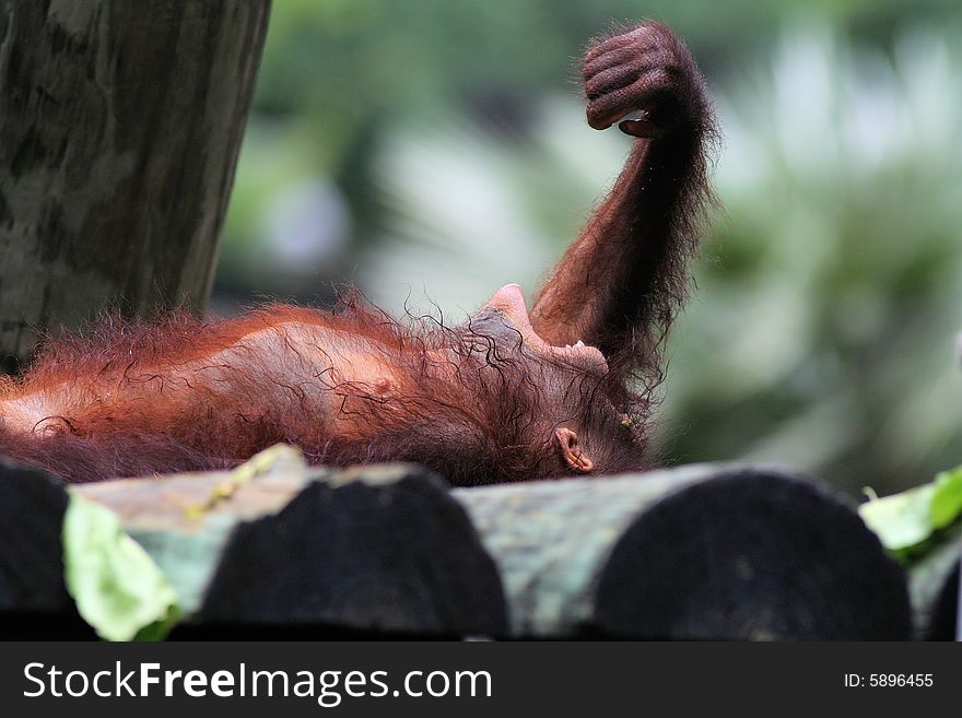 Photo of a orangutan baby playing around. Photo of a orangutan baby playing around