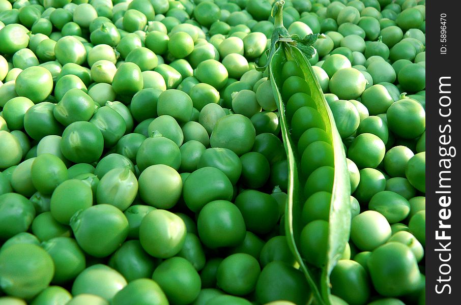 Large harvest of green pea. Large harvest of green pea