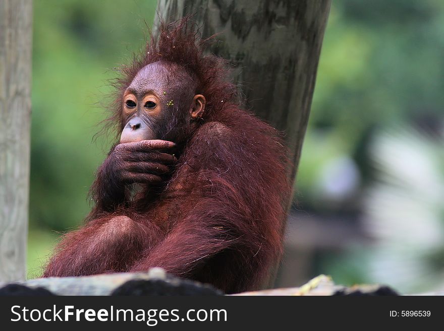 Photo of a orangutan baby playing around. Photo of a orangutan baby playing around