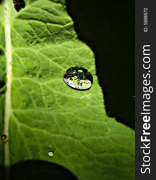 A drop of water on the leaf of a blue poppy