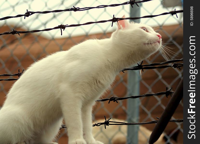 White ally cat sticking its head through barbed wire fence. White ally cat sticking its head through barbed wire fence