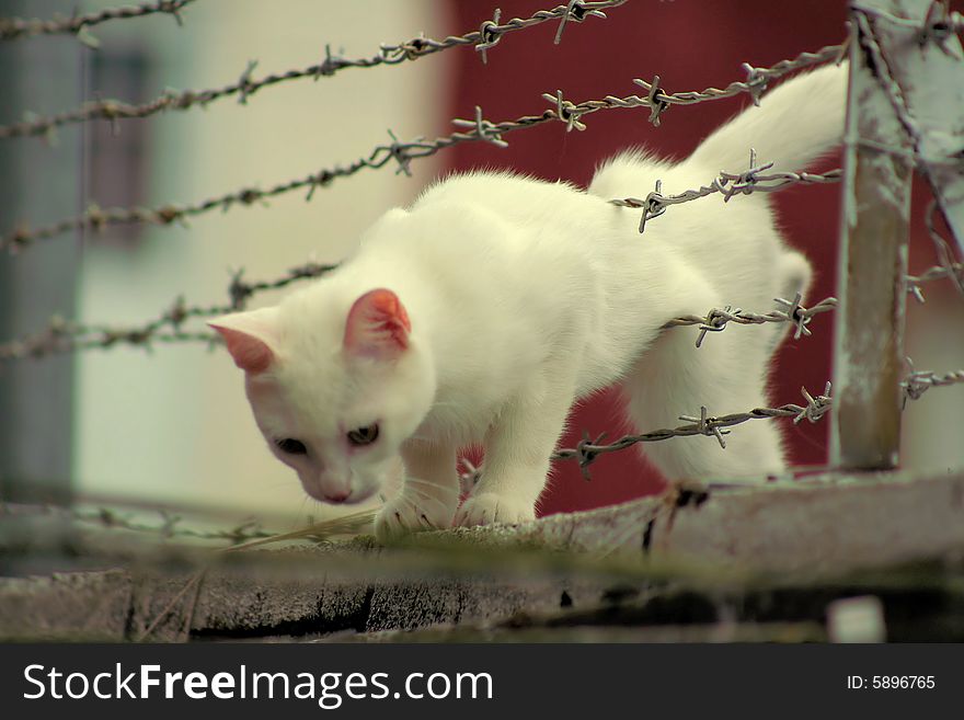 Cat Through Barbed Wire