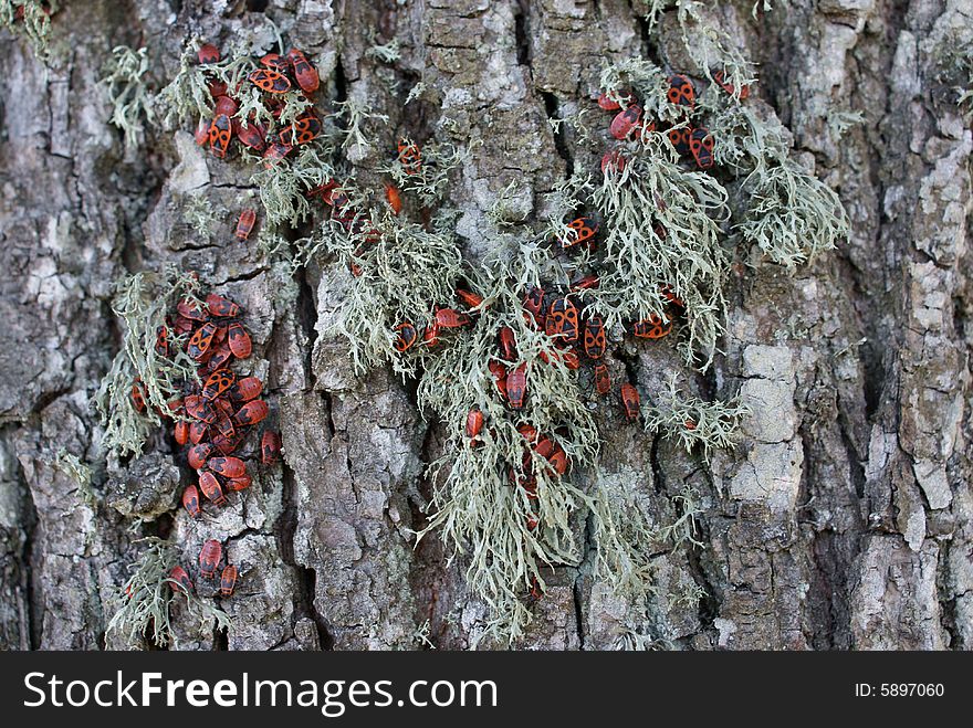 Bugs Pyrrhocoris apterus on the tree with lichen. Bugs Pyrrhocoris apterus on the tree with lichen.