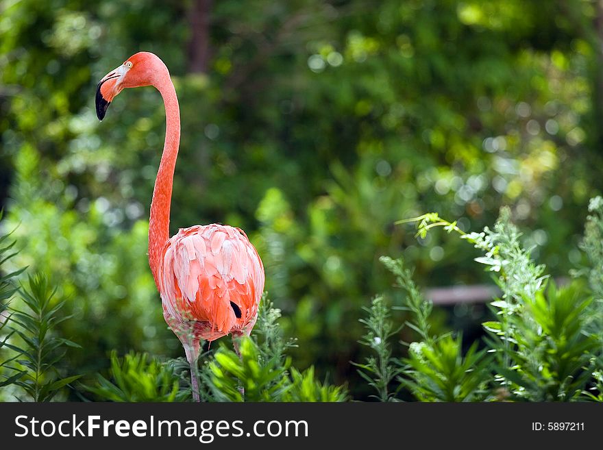Picture of red flamingo in wild zoo