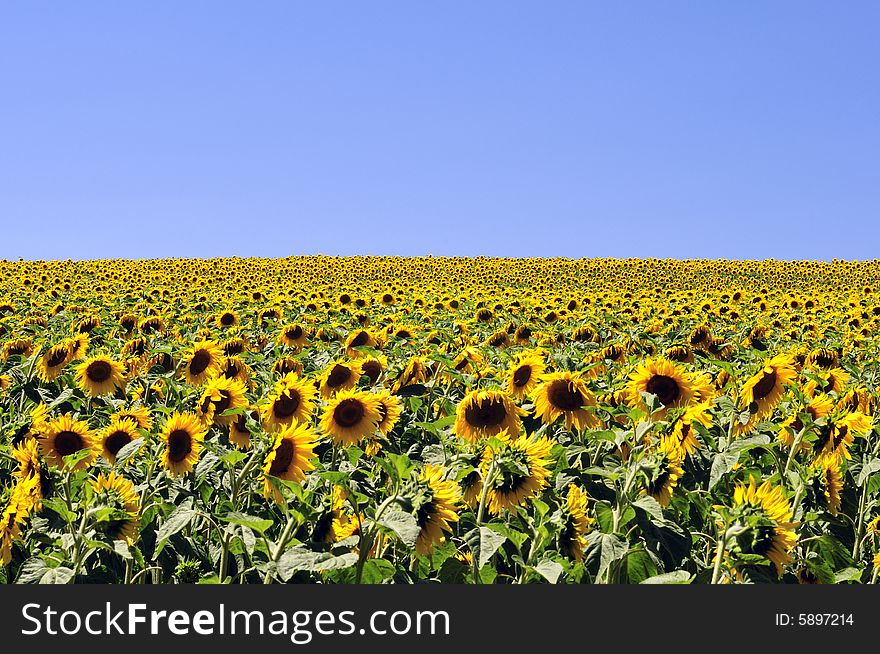 Field of sunflowers in France. Field of sunflowers in France