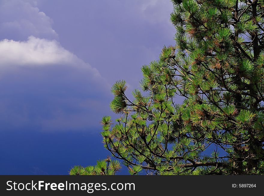 A pine on the border of the valley, near the approaching storm. A pine on the border of the valley, near the approaching storm