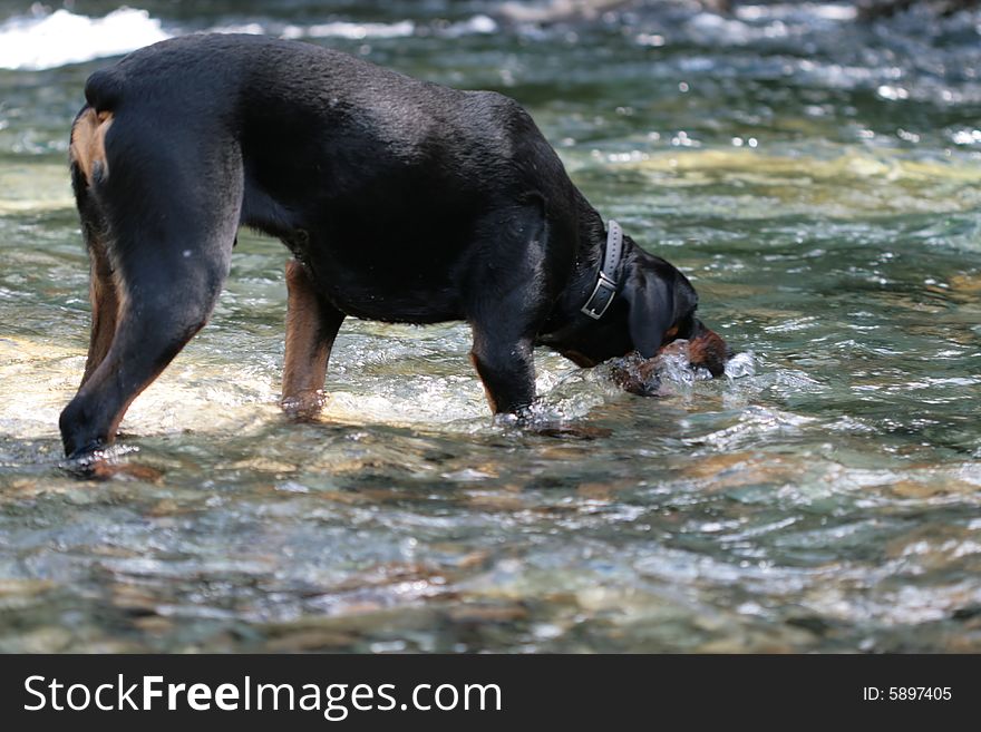 Tanker the Rottweiler in the river