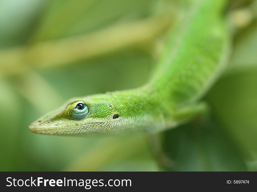 Photo of a green lizard and vegetation with head in focus.