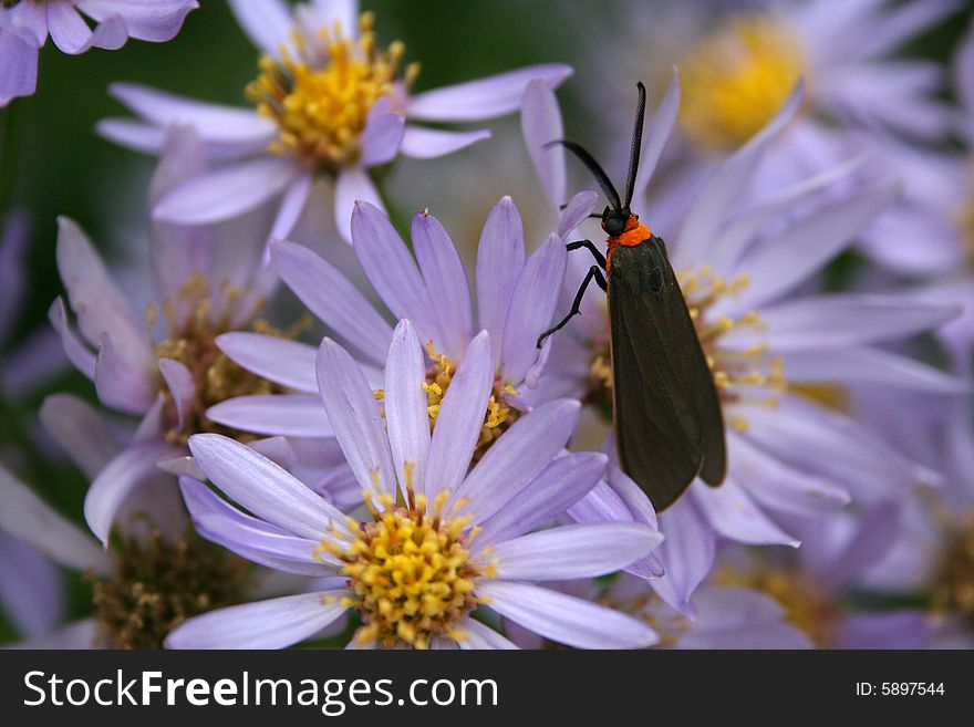 Yellow collared scape moth on group of blue daisies. Yellow collared scape moth on group of blue daisies