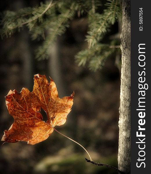 A leaf at fall on a tree. A leaf at fall on a tree.