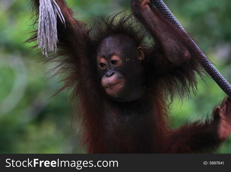 Photo of a orangutan baby playing around. Photo of a orangutan baby playing around