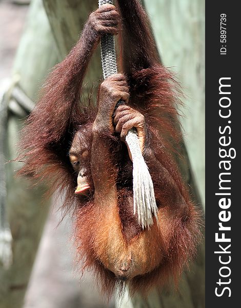 Photo of a orangutan baby playing around. Photo of a orangutan baby playing around