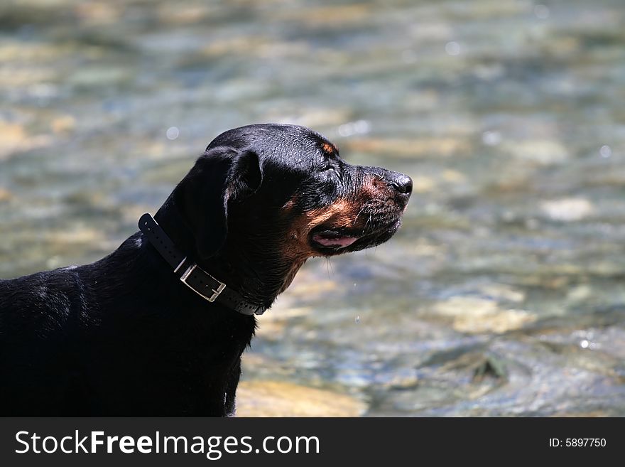 Tanker the Rottweiler in the river