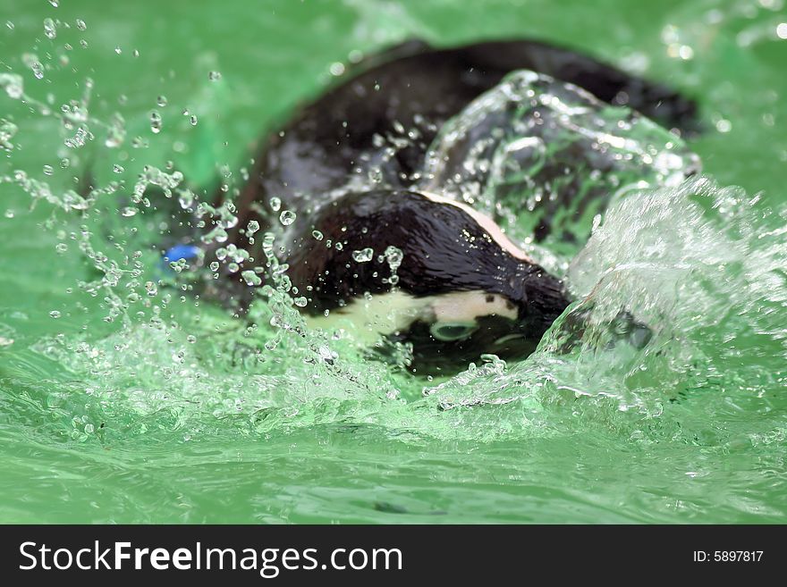 Photo of a penquin making a splash in the water. Photo of a penquin making a splash in the water