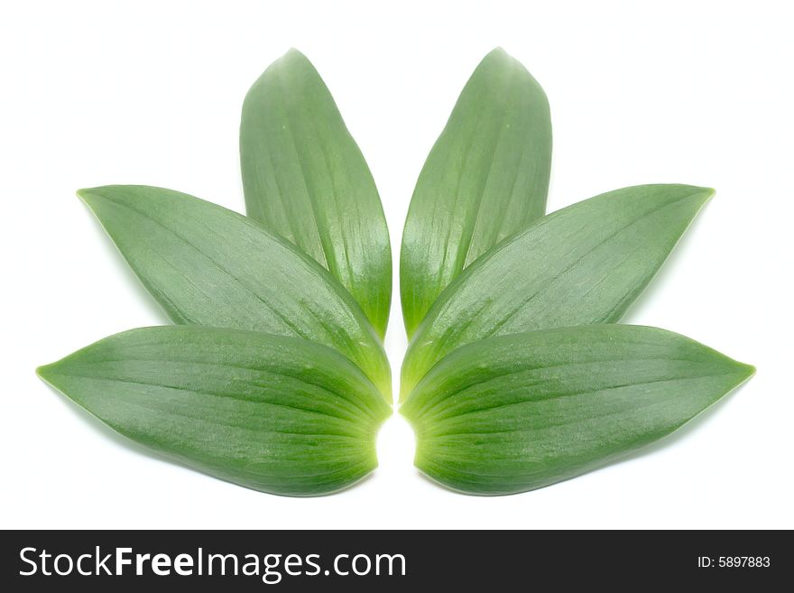Green Leafs Isolated On White