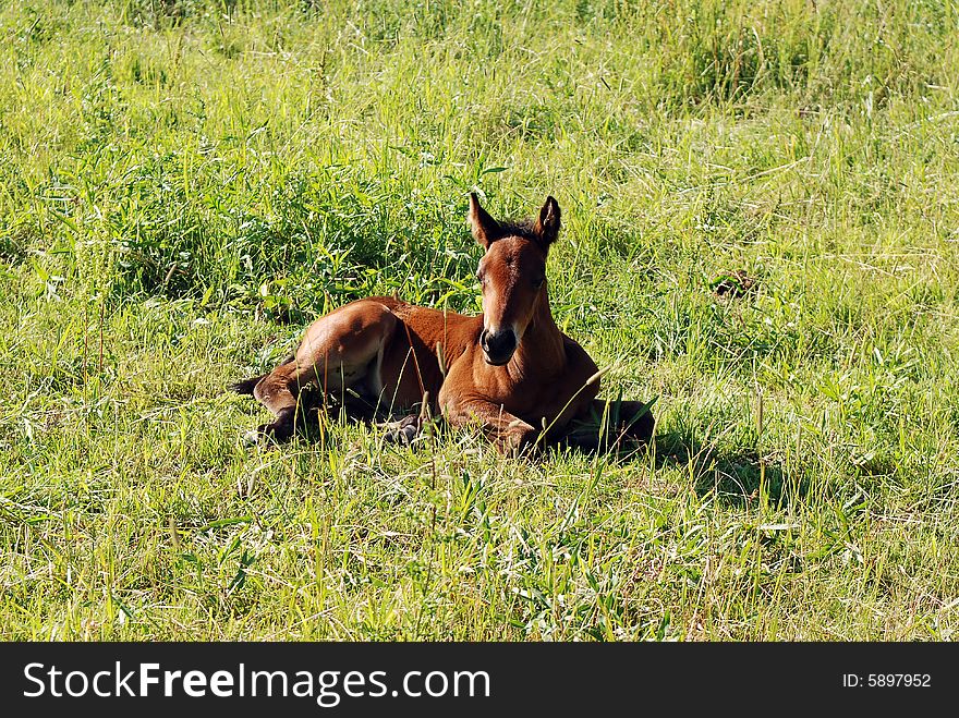 Young colt on a grass