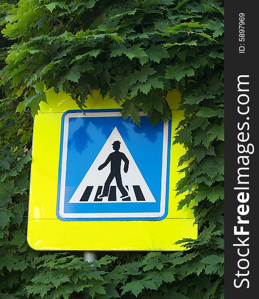 Crosswalk sign in maple tree