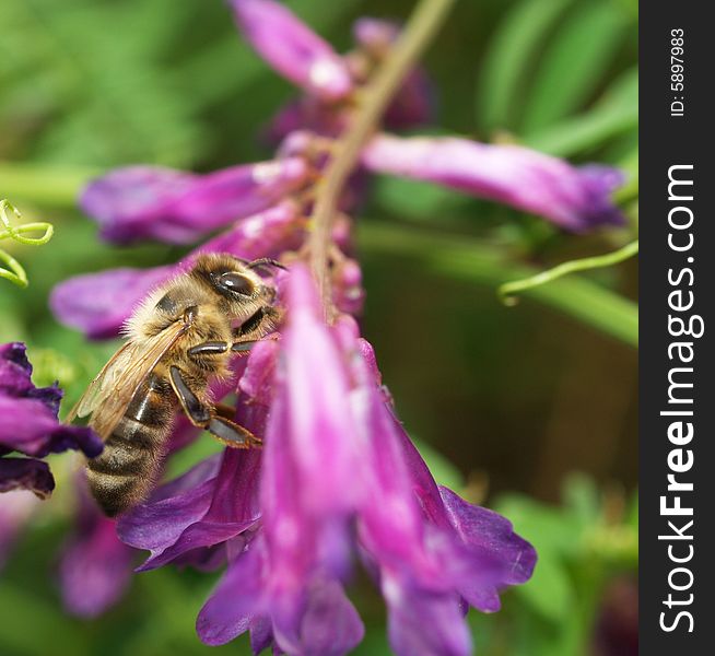 Macro of bee on violet blossom. Macro of bee on violet blossom