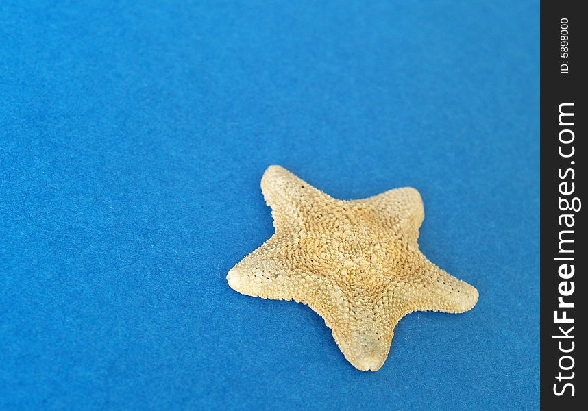 Little Starfish