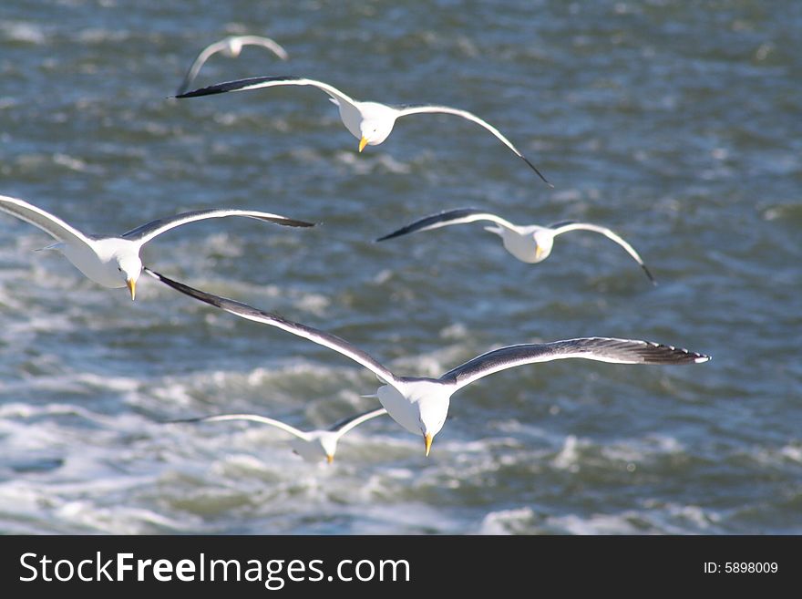 San Francisco Seagulls