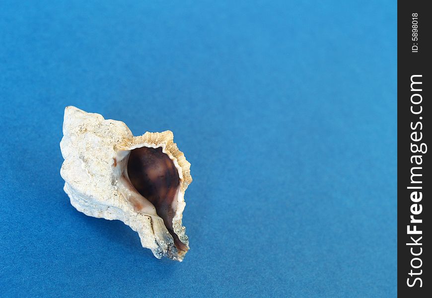 Sea shell on blue background