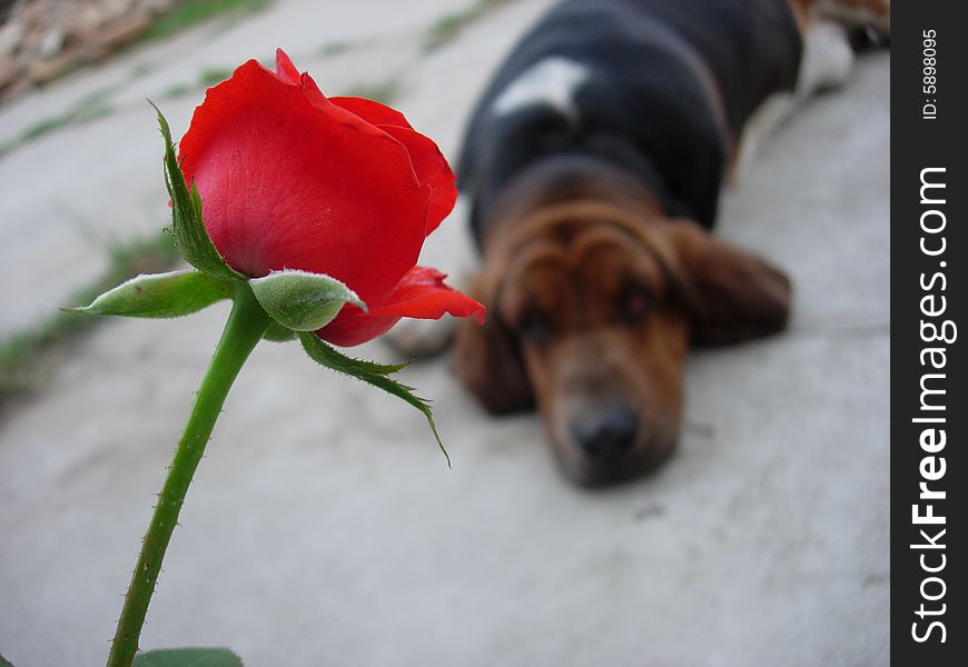 Puppy basset hound and red rose. Puppy basset hound and red rose