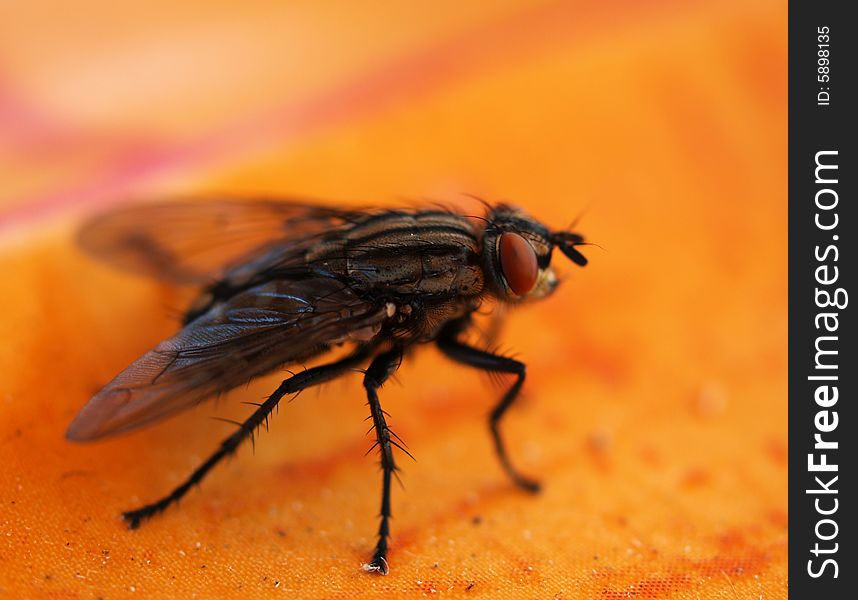 Detail of fly standing on table