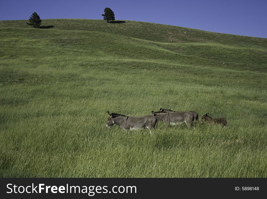 Family of wild burros at feeding time in Custer State Park, South Dakota, USA. Family of wild burros at feeding time in Custer State Park, South Dakota, USA