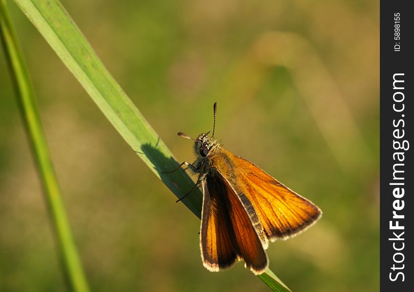 Butterfly on grass