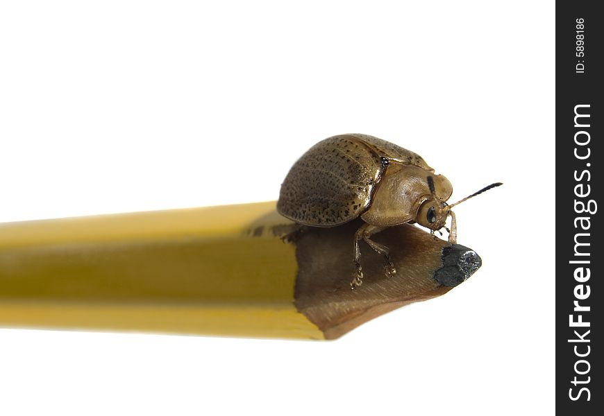 Bug on a pencil isolated on white.