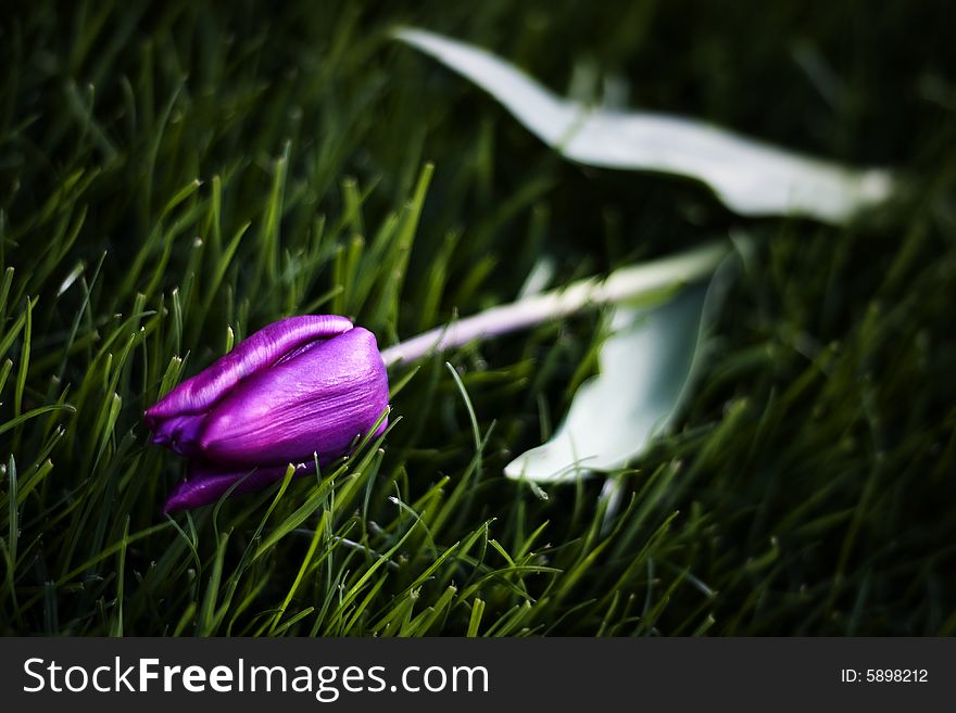 A purple tulip complimenting green grass.