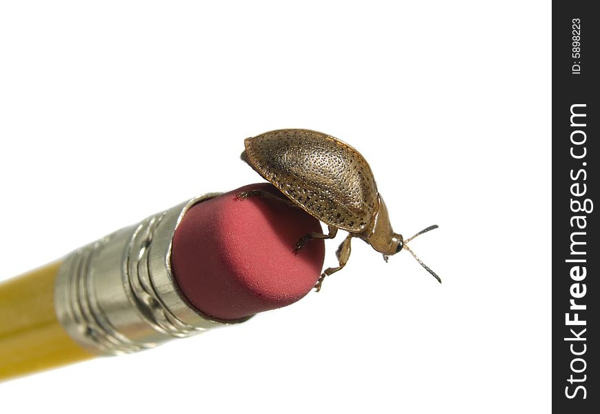 Bug on a pencil rubber isolated on white.