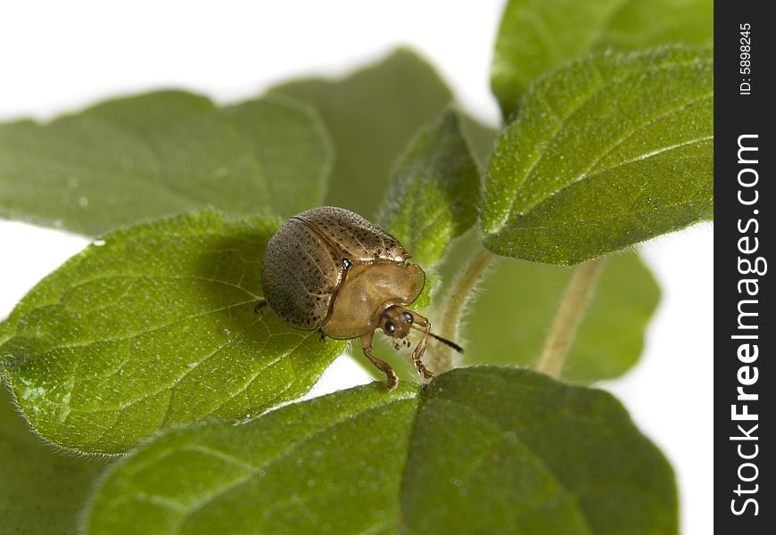 Bug walking on a green plant over white background. Bug walking on a green plant over white background.