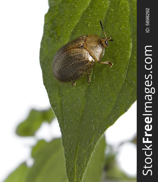 Bug on green leaf over white background. Bug on green leaf over white background.