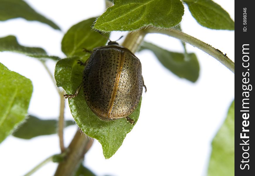 Bug on green leaf over white background. Bug on green leaf over white background.