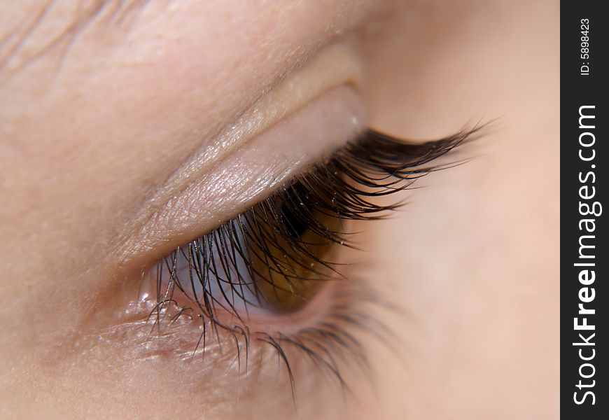 Macro image of eye, focus on eyelashes. Macro image of eye, focus on eyelashes