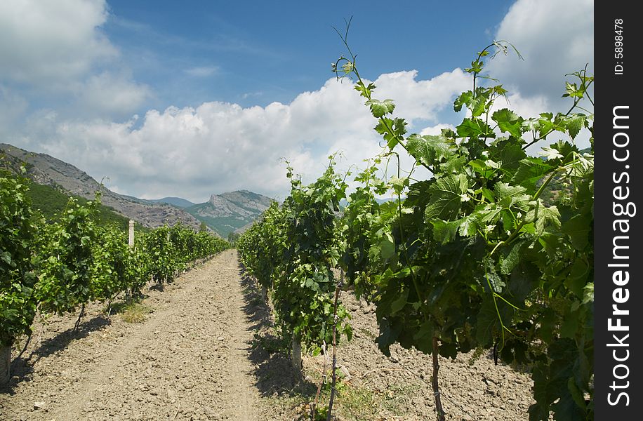 Vineyard in the mountains of Crimea at sunny day